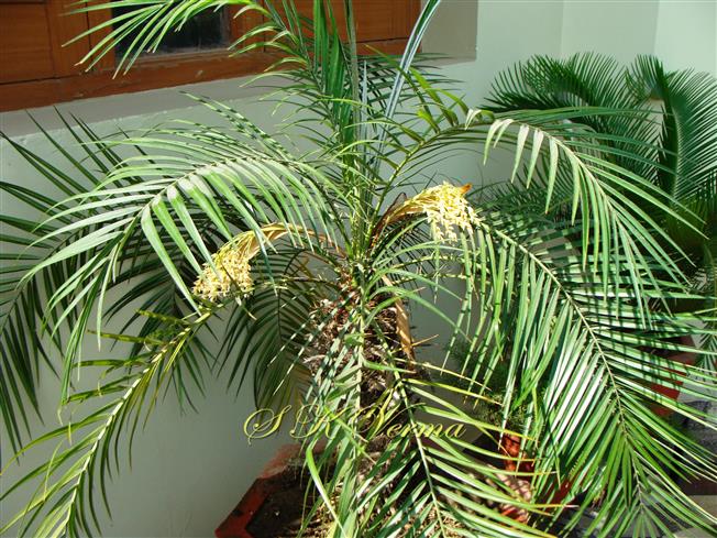  Male Plant